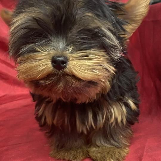 chiot Yorkshire terrier BINOU yorkshire à réserver Domaine de la Chantelaie