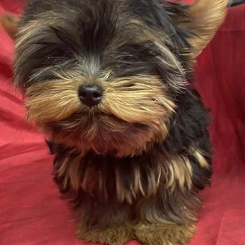 chiot Yorkshire terrier BINOU yorkshire à réserver Domaine de la Chantelaie