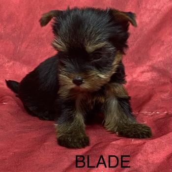 chiot Yorkshire terrier BLADE yorkshire à réserver Domaine de la Chantelaie