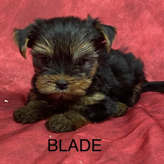 chiot Yorkshire terrier BLADE yorkshire à réserver Domaine de la Chantelaie