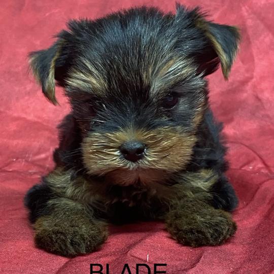chiot Yorkshire terrier BLADE yorkshire à réserver Domaine de la Chantelaie