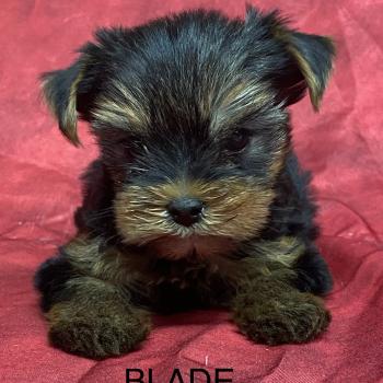 chiot Yorkshire terrier BLADE yorkshire à réserver Domaine de la Chantelaie