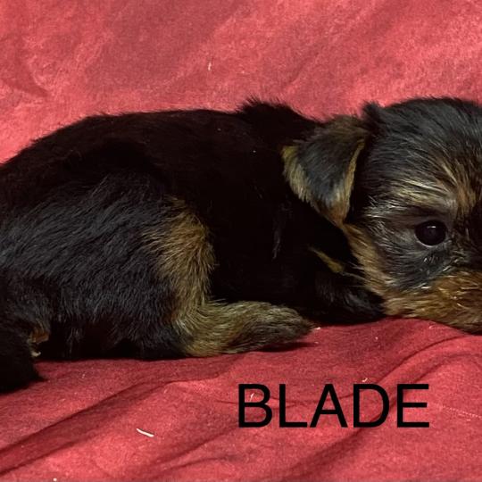 chiot Yorkshire terrier BLADE yorkshire à réserver Domaine de la Chantelaie