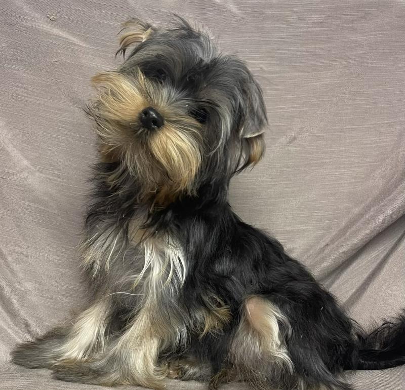 BLADE yorkshire disponible Mâle Yorkshire terrier