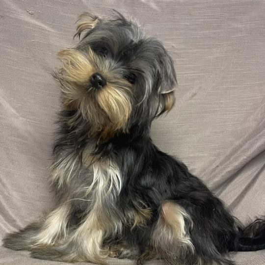 chiot Yorkshire terrier BLADE yorkshire disponible Domaine de la Chantelaie