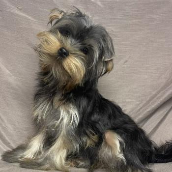 chiot Yorkshire terrier BLADE yorkshire disponible Domaine de la Chantelaie