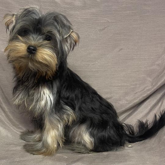 chiot Yorkshire terrier BLADE yorkshire disponible Domaine de la Chantelaie