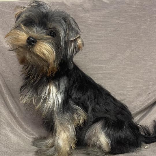 chiot Yorkshire terrier BLADE yorkshire disponible Domaine de la Chantelaie