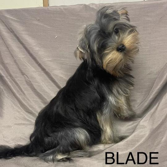 chiot Yorkshire terrier BLADE yorkshire disponible Domaine de la Chantelaie