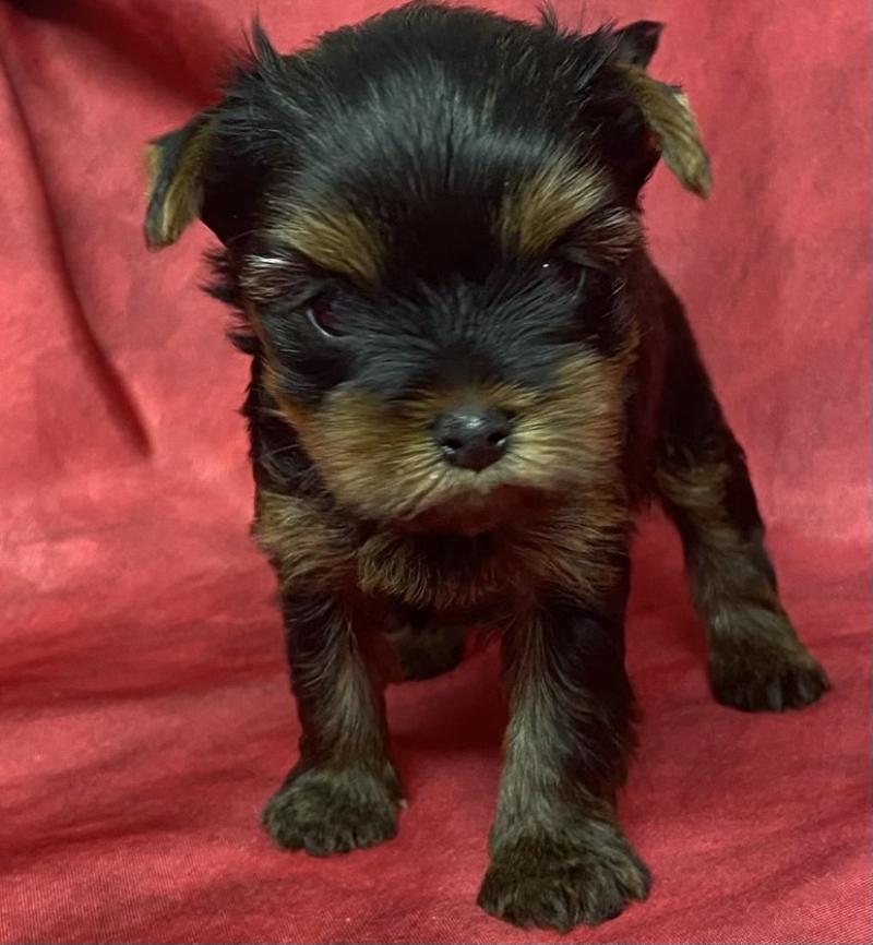 BLITZ York disponible Mâle Yorkshire terrier