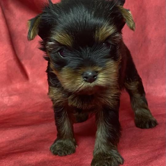 chiot Yorkshire terrier BLITZ York disponible Domaine de la Chantelaie