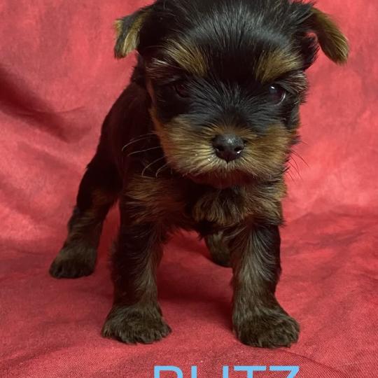 chiot Yorkshire terrier BLITZ York disponible Domaine de la Chantelaie