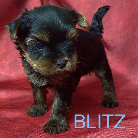 chiot Yorkshire terrier BLITZ York disponible Domaine de la Chantelaie
