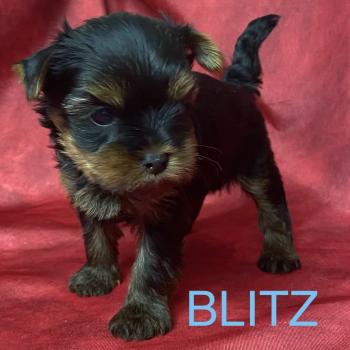 chiot Yorkshire terrier BLITZ York disponible Domaine de la Chantelaie