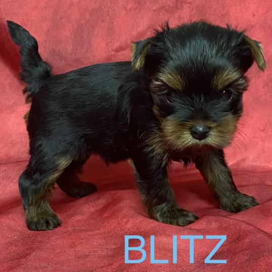 chiot Yorkshire terrier BLITZ York disponible Domaine de la Chantelaie