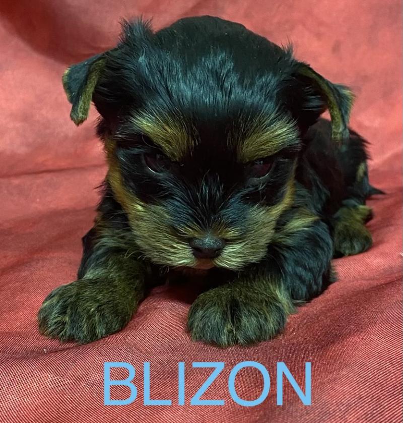 BLIZON York disponible Mâle Yorkshire terrier