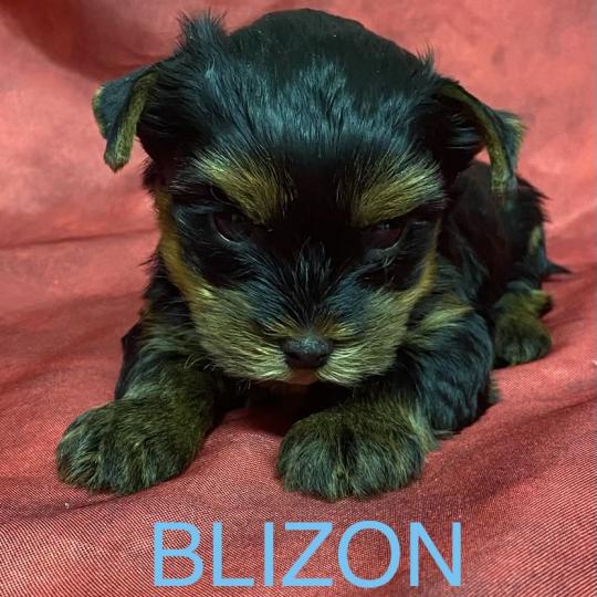 chiot Yorkshire terrier BLIZON York disponible Domaine de la Chantelaie