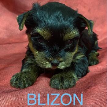 chiot Yorkshire terrier BLIZON York disponible Domaine de la Chantelaie