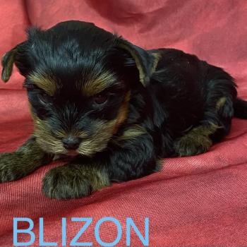 chiot Yorkshire terrier BLIZON York disponible Domaine de la Chantelaie