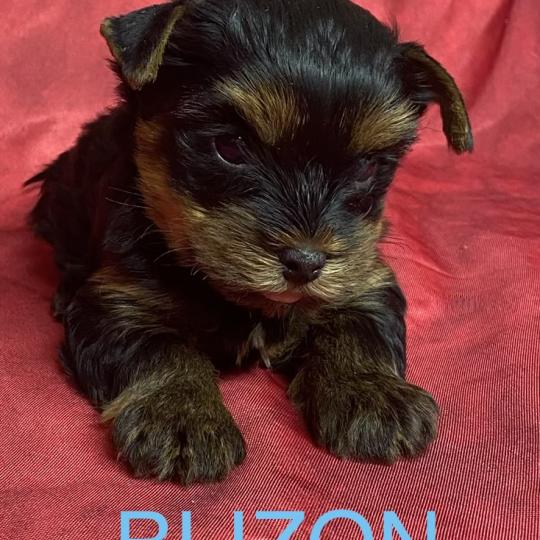 chiot Yorkshire terrier BLIZON York disponible Domaine de la Chantelaie
