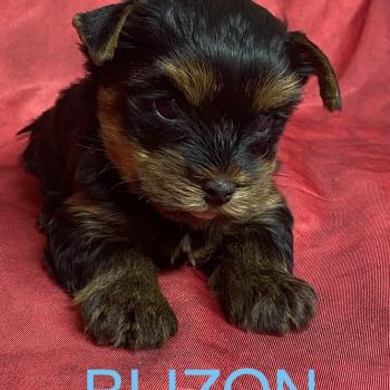 chiot Yorkshire terrier BLIZON York disponible Domaine de la Chantelaie