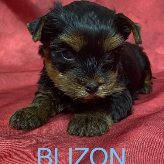 chiot Yorkshire terrier BLIZON York disponible Domaine de la Chantelaie
