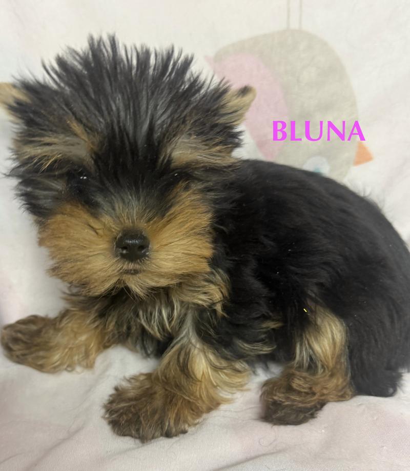 BLUNA mini york à réserver Femelle Yorkshire terrier