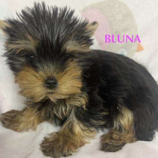 chiot Yorkshire terrier BLUNA mini york à réserver Domaine de la Chantelaie