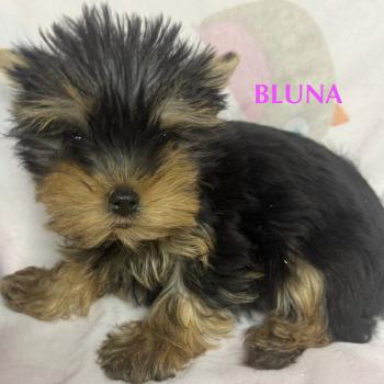 chiot Yorkshire terrier BLUNA mini york à réserver Domaine de la Chantelaie
