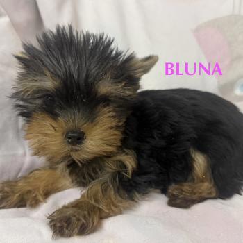 chiot Yorkshire terrier BLUNA mini york à réserver Domaine de la Chantelaie