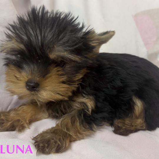 chiot Yorkshire terrier BLUNA mini york à réserver Domaine de la Chantelaie