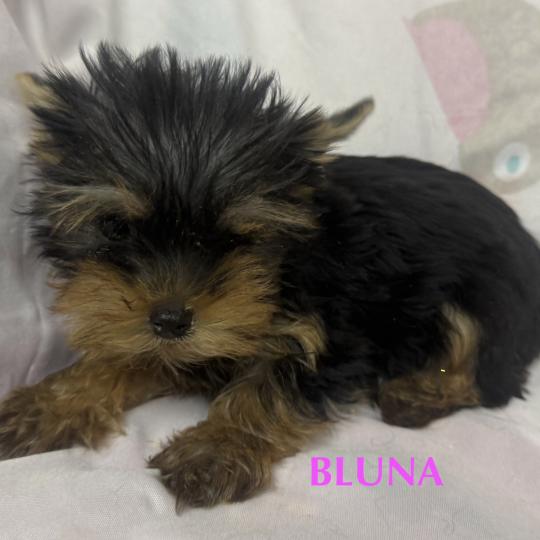 chiot Yorkshire terrier BLUNA mini york à réserver Domaine de la Chantelaie