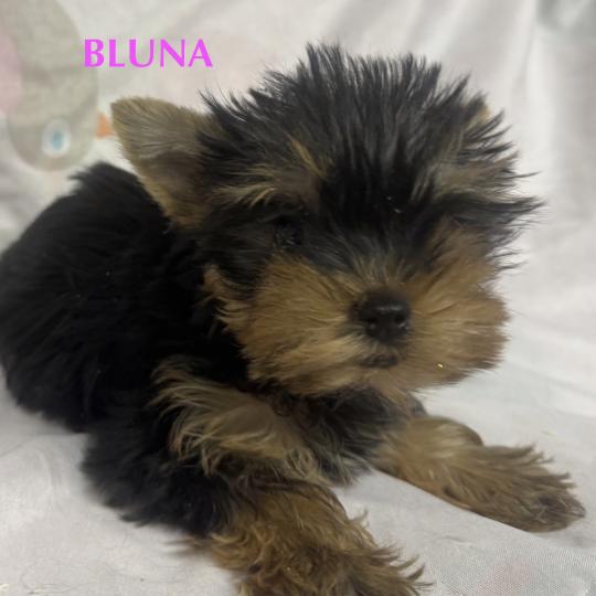 chiot Yorkshire terrier BLUNA mini york à réserver Domaine de la Chantelaie