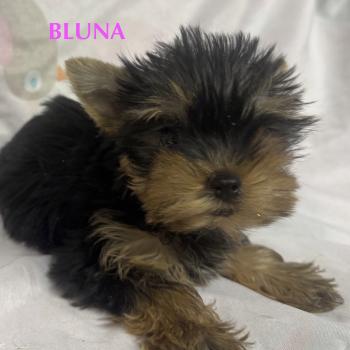 chiot Yorkshire terrier BLUNA mini york à réserver Domaine de la Chantelaie