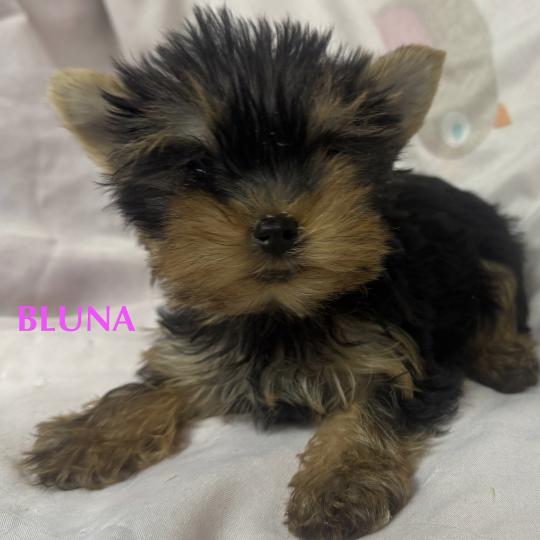 chiot Yorkshire terrier BLUNA mini york à réserver Domaine de la Chantelaie