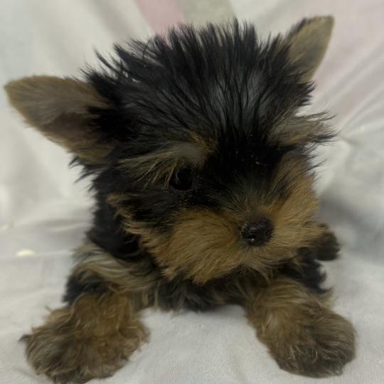 chiot Yorkshire terrier BLUNA mini york à réserver Domaine de la Chantelaie