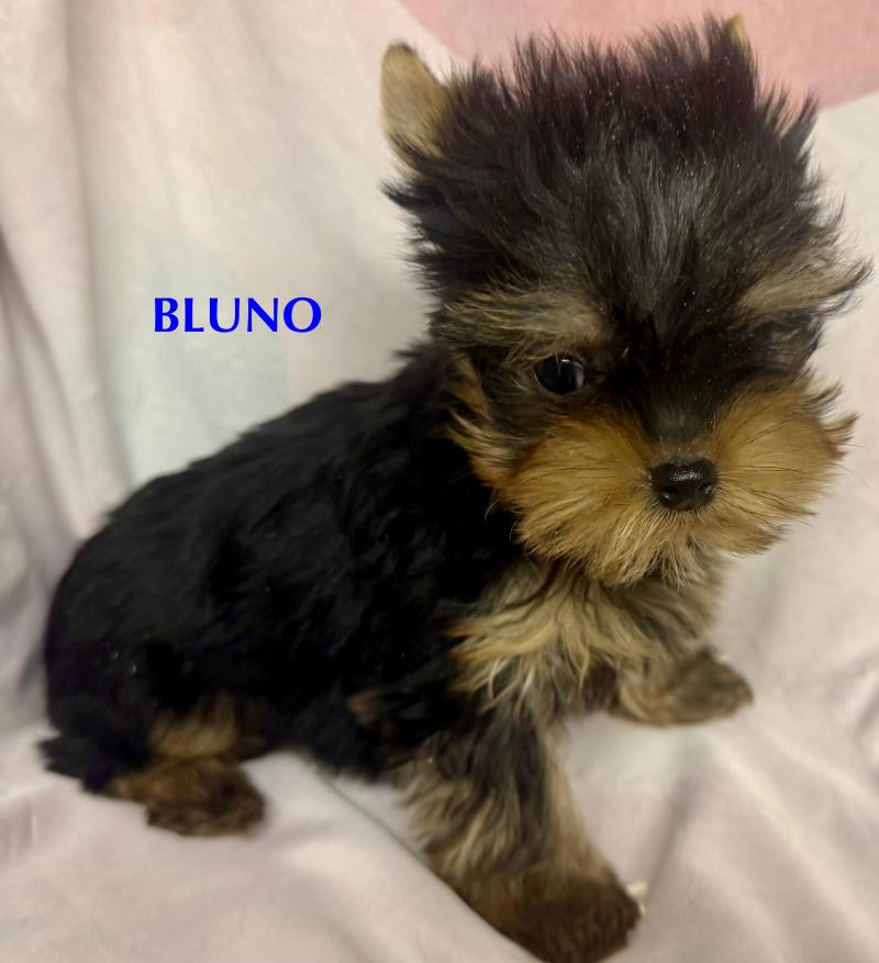 BLUNO mini york à réserver Mâle Yorkshire terrier