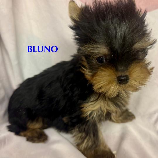 chiot Yorkshire terrier BLUNO mini york à réserver Domaine de la Chantelaie