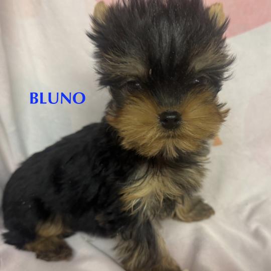 chiot Yorkshire terrier BLUNO mini york à réserver Domaine de la Chantelaie