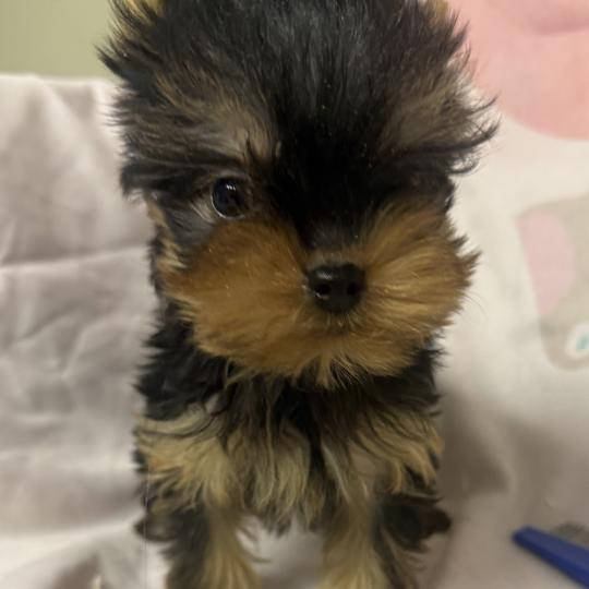 chiot Yorkshire terrier BLUNO mini york à réserver Domaine de la Chantelaie