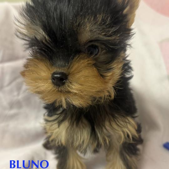 chiot Yorkshire terrier BLUNO mini york à réserver Domaine de la Chantelaie