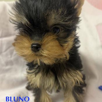 chiot Yorkshire terrier BLUNO mini york à réserver Domaine de la Chantelaie