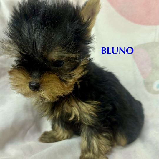 chiot Yorkshire terrier BLUNO mini york à réserver Domaine de la Chantelaie