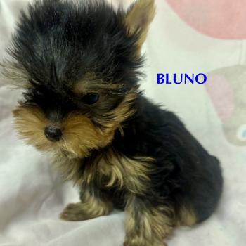 chiot Yorkshire terrier BLUNO mini york à réserver Domaine de la Chantelaie