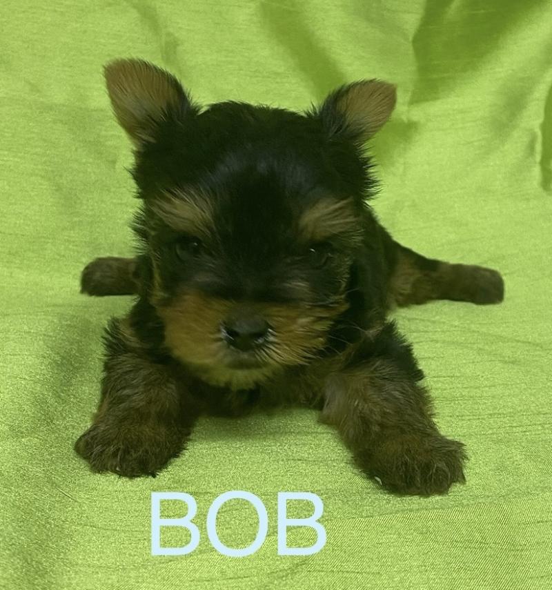 BOB yorkshire à réserver Mâle Yorkshire terrier