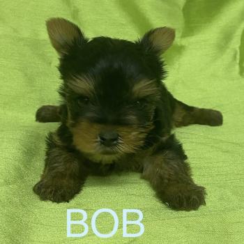 chiot Yorkshire terrier BOB yorkshire à réserver Domaine de la Chantelaie