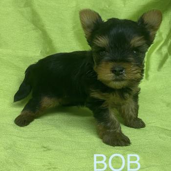 chiot Yorkshire terrier BOB yorkshire à réserver Domaine de la Chantelaie