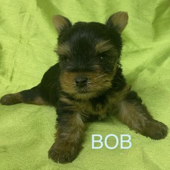 chiot Yorkshire terrier BOB yorkshire à réserver Domaine de la Chantelaie