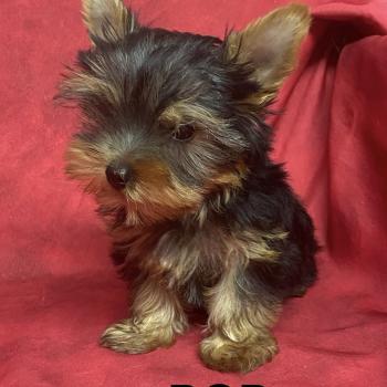 chiot Yorkshire terrier BOB yorkshire DISPONIBLE Domaine de la Chantelaie