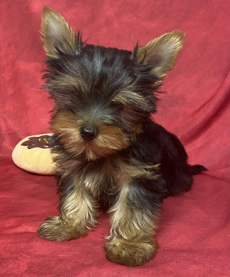 BOB yorkshire DISPONIBLE Mâle Yorkshire terrier